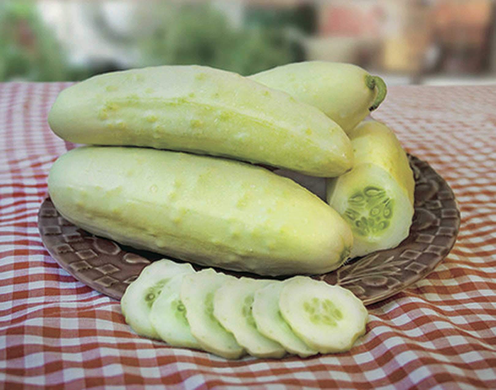 An image of the plant grown with seed for Martini Heirloom Cucumber Seeds - Bitter-Free & Crunchy, White Skin, Excellent for Slicing & Pickling, Non-GMO, Full Sun Growth