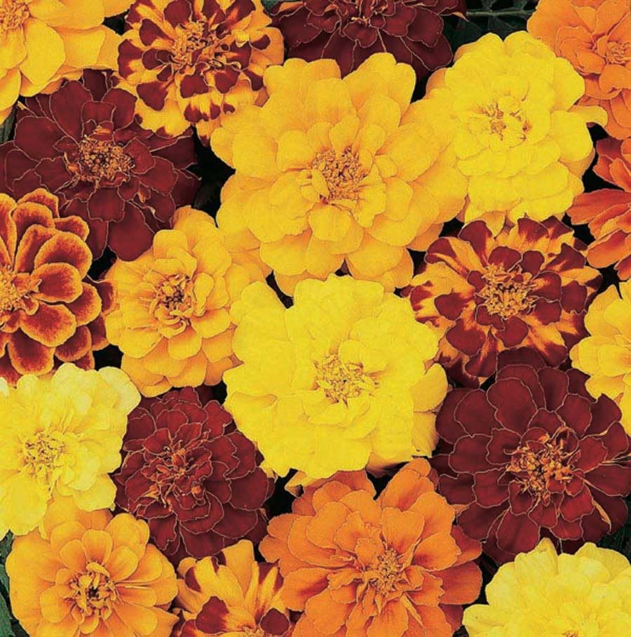 An image of the plant grown with seed for Marigold Durango Mix Seeds - Vibrant Blend of 8 Colors, Perfect for Garden Borders, Uniform Growth, Easy to Plant & Maintain