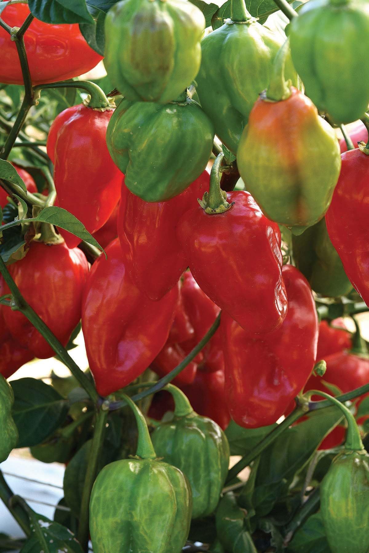 An image of the plant grown with seed for Pepper Primero Red Habanero Seeds - Large Mild Variety, Vibrant Red, Perfect for Flavorful Cooking Without The Extreme Heat, Great for Home Gardens