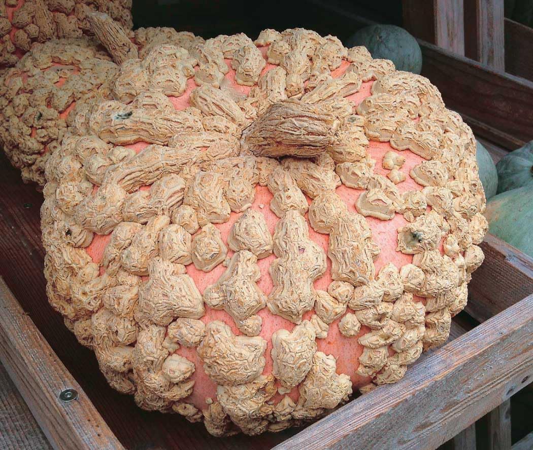 An image of the plant grown with seed for Galeux D' Eysines Heirloom Squash Seeds - Exquisite Salmon-Peach Skin, Wart-Covered, Sweet Orange Flesh, Ideal for Soups and Baking, Non-GMO