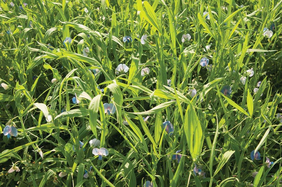 An image of the plant grown with seed for Green Man AC Greenfix Chickling Vetch Seeds - Drought Tolerant, Enhances Soil Nitrogen, Perfect for Prairie Gardens and Summer Fallow Fields