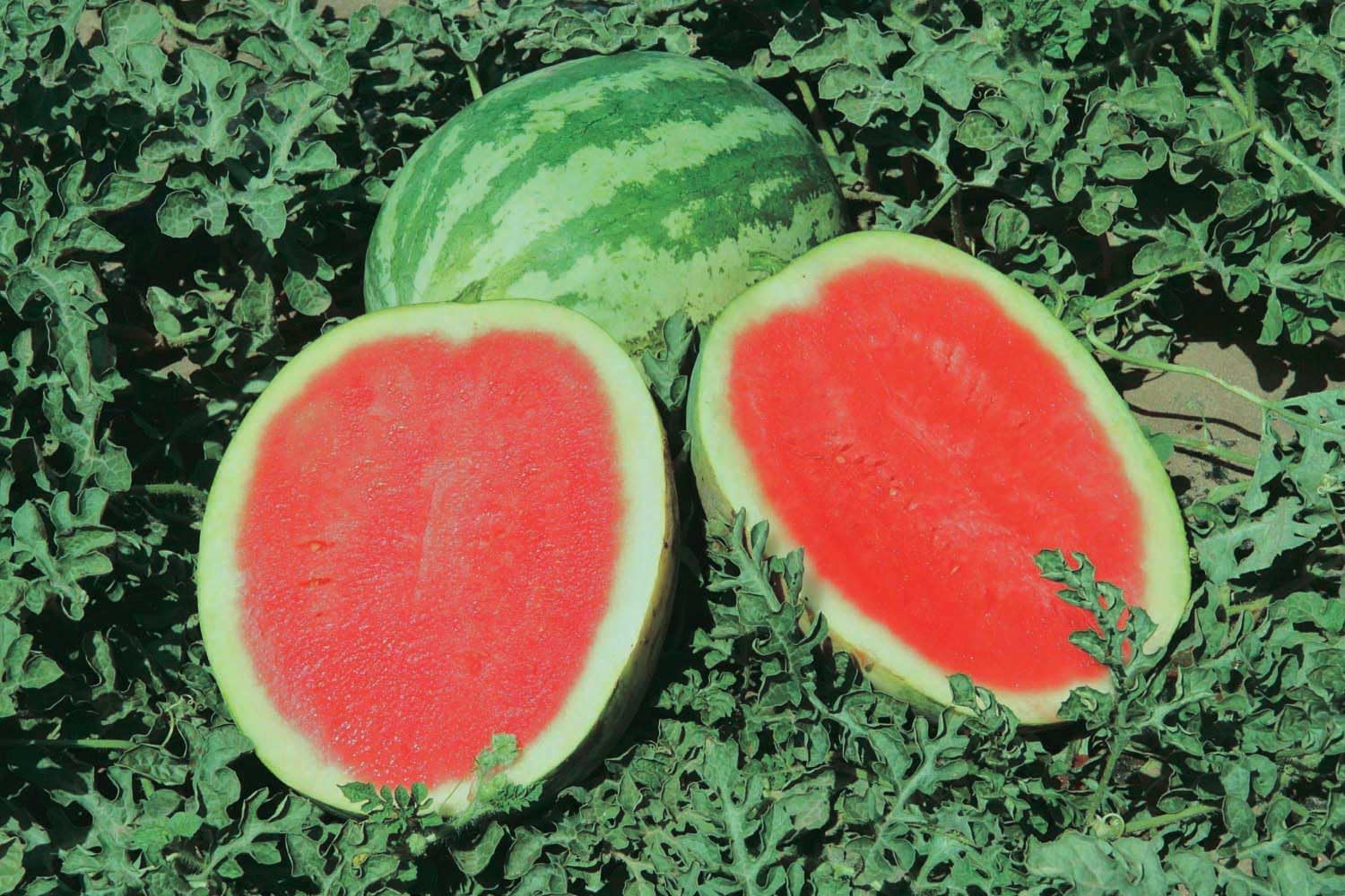 An image of the plant grown with seed for Quetzali Watermelon Seeds - Compact Vines Perfect for Patios and Small Gardens, Sweet and Smooth, Refreshing Flavor, Ideal for Hot Climates