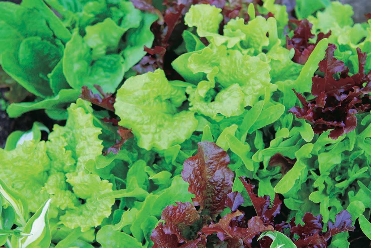 An image of the plant grown with seed for Premium Lettuce Mix Seeds - Variety of Leaf & Head Types, Ideal for Container Start, Perfect for All-Season Harvest, Non-GMO, Organic