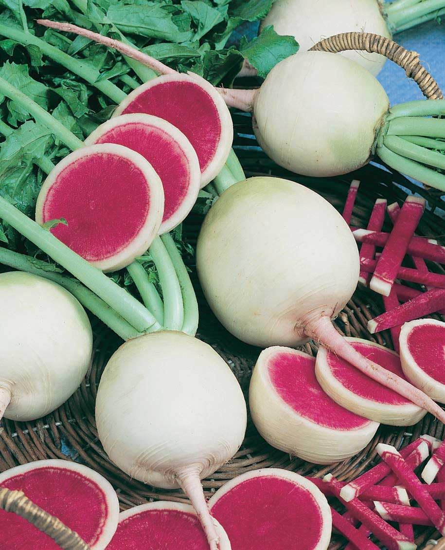An image of the plant grown with seed for Heirloom Watermelon Radish Seeds - Vibrant Green Exterior, Rose-Red Interior, Mild & Slightly Sweet, Perfect for Salads and Cooking, Non-GMO
