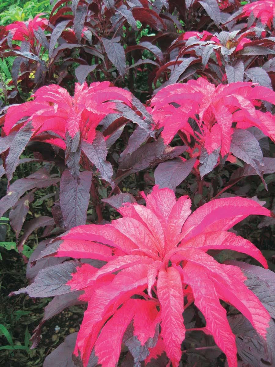 An image of the plant grown with seed for Amaranthus Early Splendor Seeds - Vibrant Crimson & Chocolate Foliage, Tropical Origins, Ideal for Ornamental Gardens