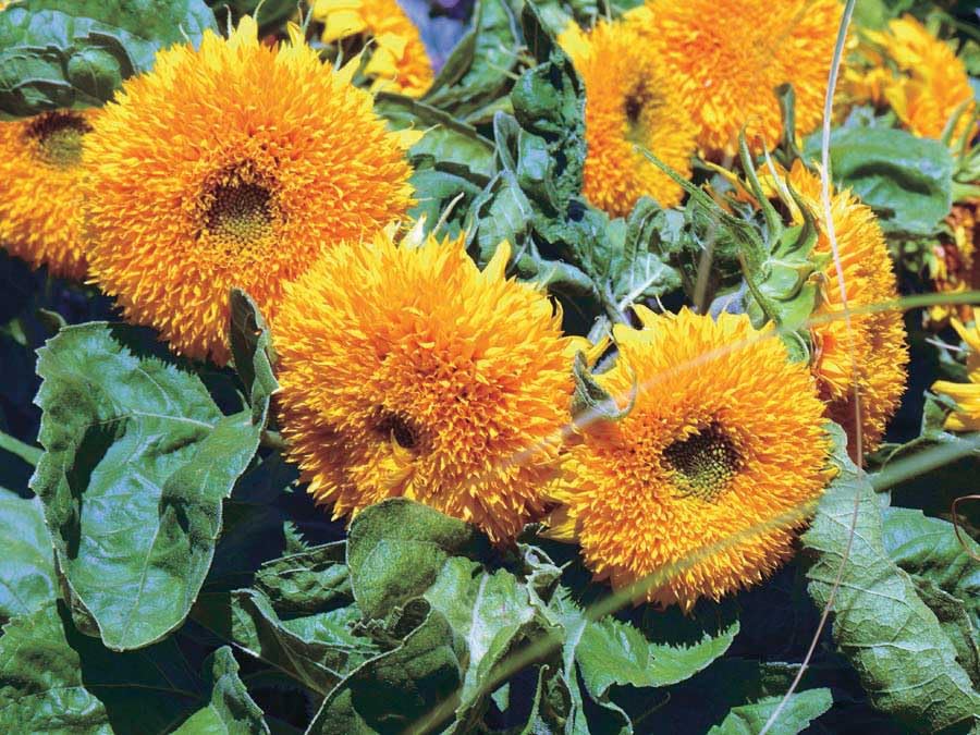 An image of the plant grown with seed for Teddy Bear Sunflower Seeds - Lush Double-Petaled Golden Cushions, Compact Growth, Ideal for Small Spaces & Containers, Non-GMO