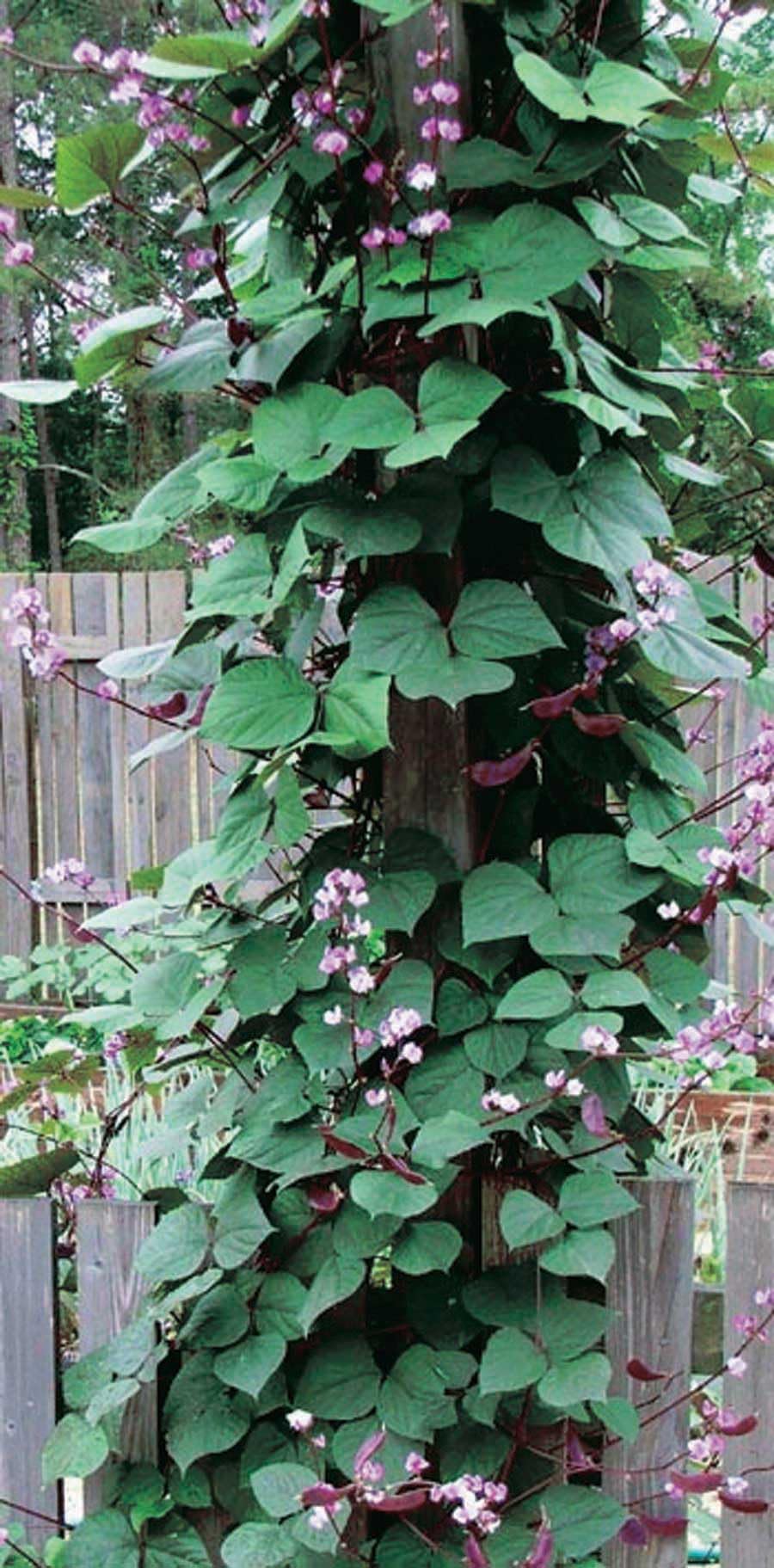 An image of the plant grown with seed for Hyacinth Bean Seeds - Red Leaved Dolichas, Fast-Growing Climber, Crimson Foliage & Fragrant Flowers, Attracts Butterflies and Hummingbirds, Perfect for Trellises and Arbors