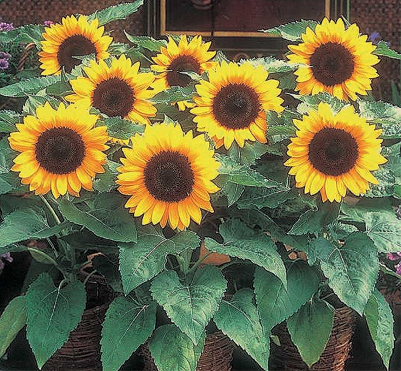 An image of the plant grown with seed for Sunflower Big Smile Seeds - Dwarf Variety, Perfect for Borders & Containers, Bright Yellow Blooms with Brown Centers, Ideal for Compact Gardens, Non-GMO