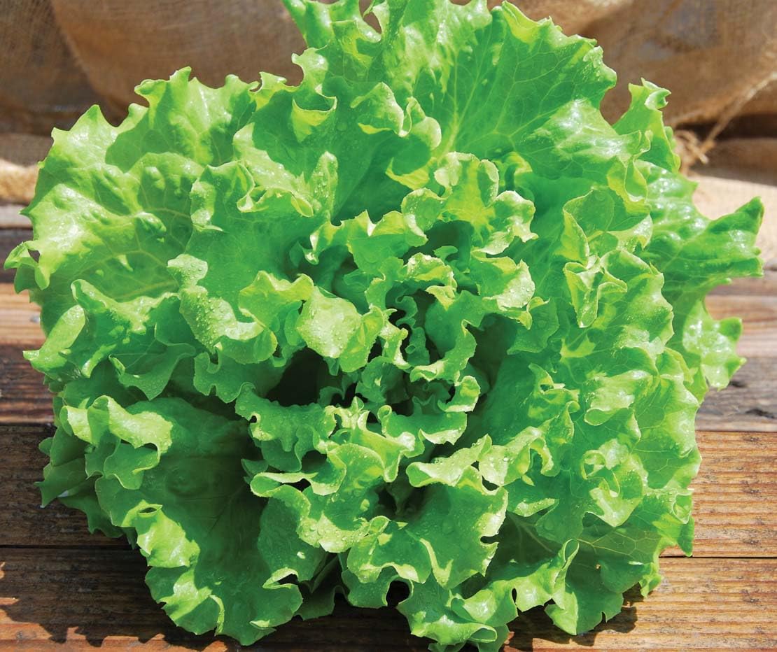 An image of the plant grown with seed for Muir Summer Crisp Lettuce Seeds - Heat Tolerant, Batavian Type, Light Green Wavy Leaves, Perfect for Salads and Gourmet Dishes, Non-GMO