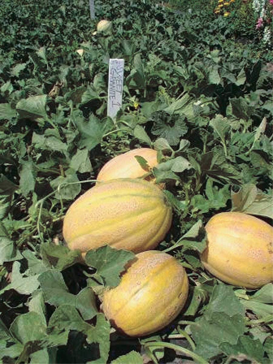 An image of the plant grown with seed for Sweet Granite Melon Seeds - Early Ripening Variety for Cool Climates, Aromatic Orange Flesh, Ideal for Short Summers