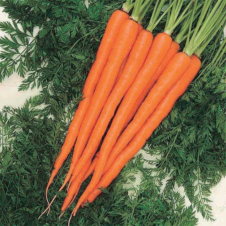 An image of the plant grown with seed for Triton Carrot Seeds - Imperator Type, 10 Inch Cylindrical Roots, Medium Orange, Ideal for Market Gardens & Home Use, Non-GMO