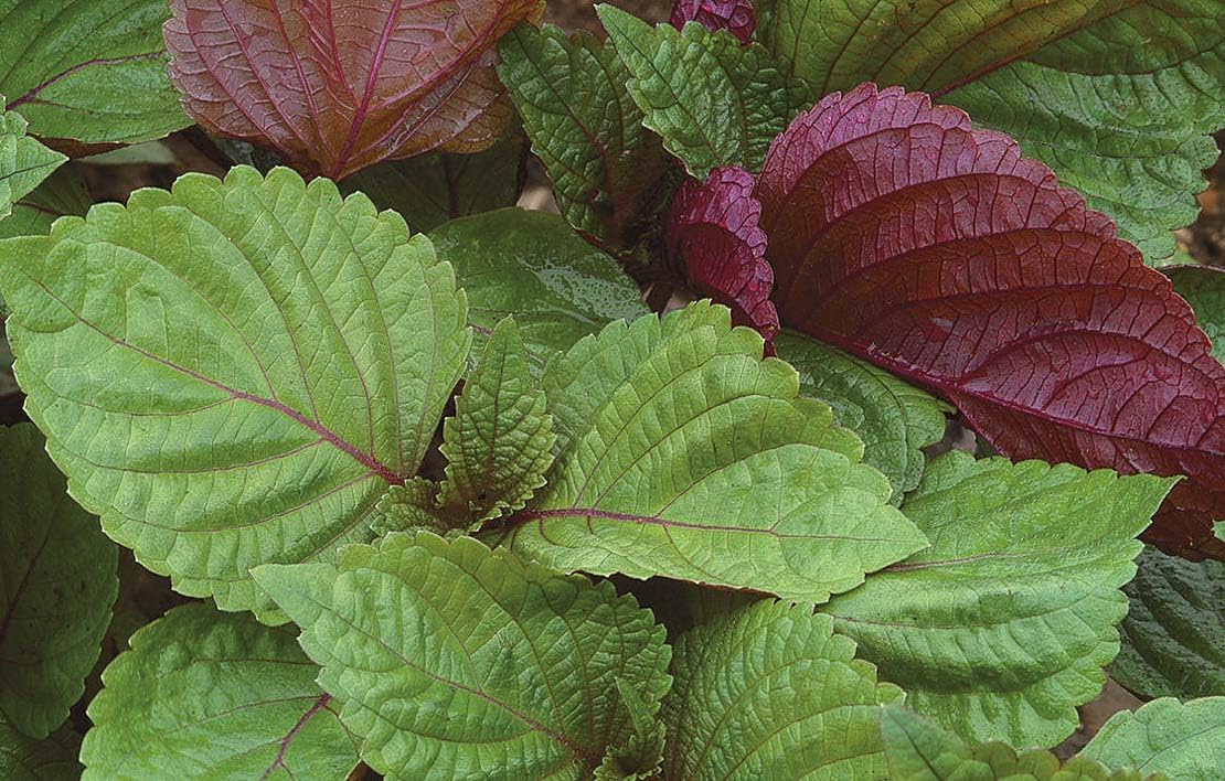 An image of the plant grown with seed for Shiso Britton Seeds - Vibrant Dual-Toned Leaves with Rich Culinary Versatility, Perfect as Sushi Wraps & Garnishes, Non-GMO & Ornamental