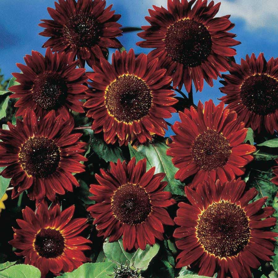 An image of the plant grown with seed for Ruby Red Sunflower Seeds - Vibrant and Tall, Perfect for Dramatic Gardens and Floral Displays, Hardy Annual