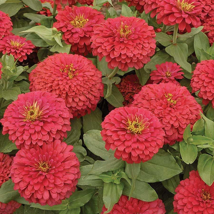 An image of the plant grown with seed for Zinnias Magellan Coral Seeds - Dahlia-Flowered, Vibrant Coral Blooms, Ideal for Garden Highlights, Non-GMO
