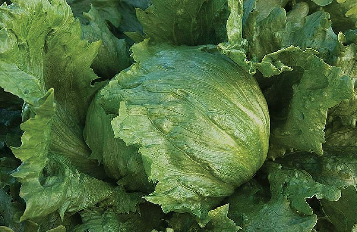 An image of the plant grown with seed for Summertime Lettuce Seeds - Heat Resistant and Bolt Tolerant, Crisp Head Variety, Ideal for Warmer Climates, Non-GMO, Perfect for Continuous Summer Harvest