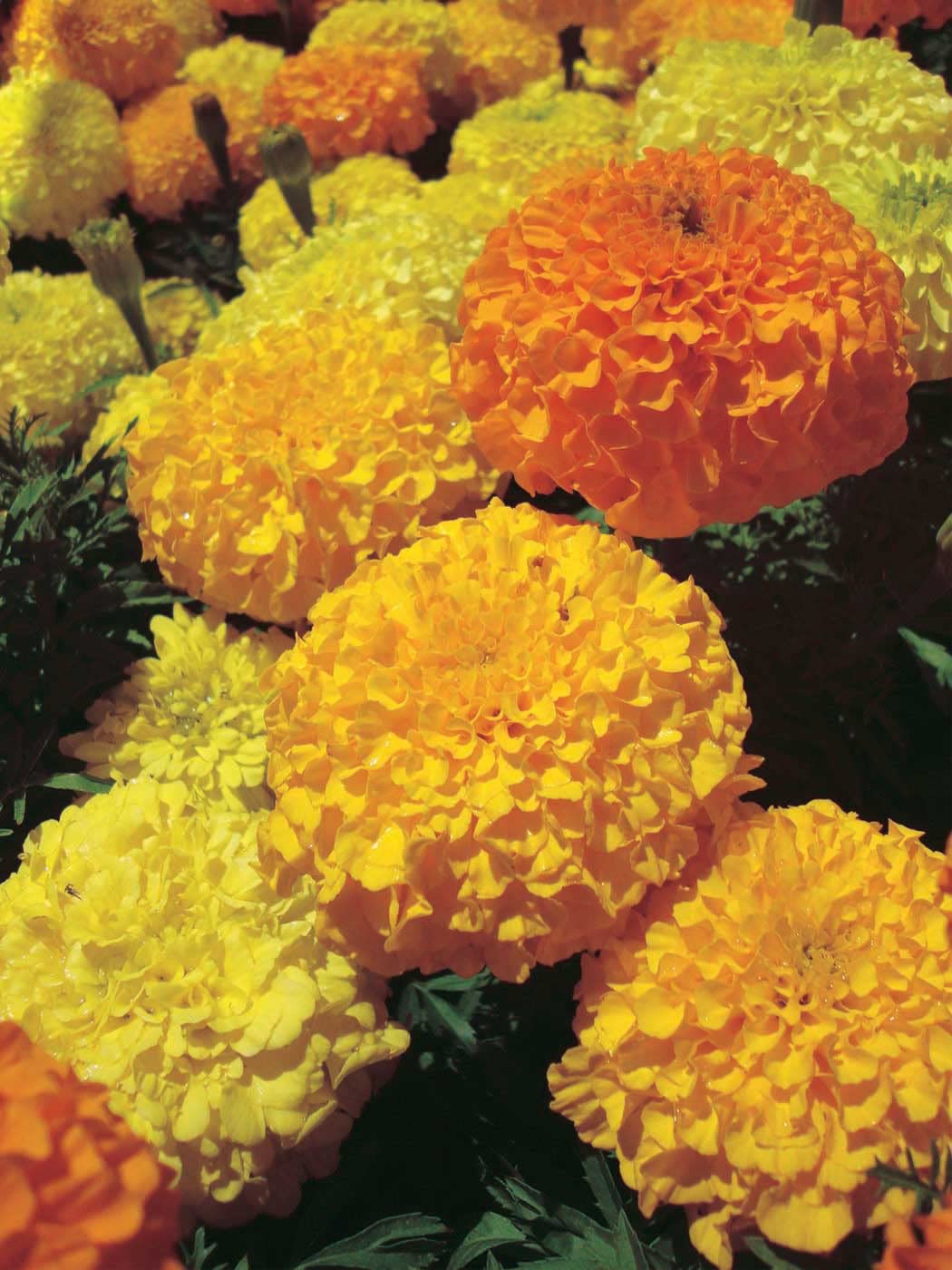 An image of the plant grown with seed for Inca Yellow Marigold Seeds - Day-Neutral African Variety, Vibrant Yellow Blooms, Perfect for Gardens and Landscapes, Hardy & Easy to Grow