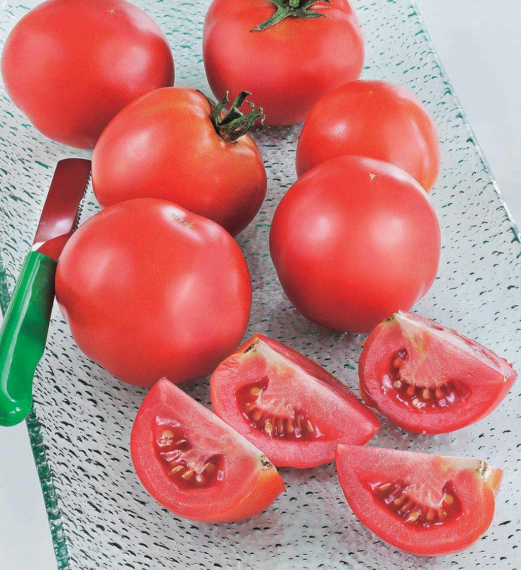 An image of the plant grown with seed for New Girl Tomato Seeds - Early Season Harvest, Juicy & Flavorful, Ideal for Slicing and Salads, Indeterminate Growth, Disease-Resistant