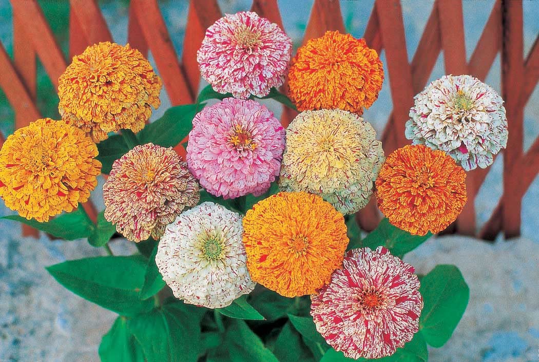 An image of the plant grown with seed for Zinnia Peppermint Stick - Vibrant Striped & Blotched Flowers, Ideal for Mass Plantings & Centerpieces, Hearty Growth, Easy-to-Grow