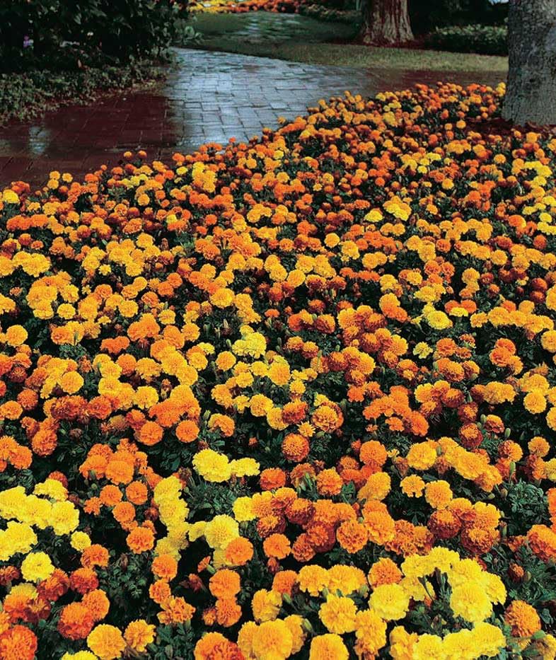 An image of the plant grown with seed for Marigold Hot Pack Mix Seeds - Vibrant, Compact & Heat Resilient, Ideal for Mass Plantings & Season-Long Blooms