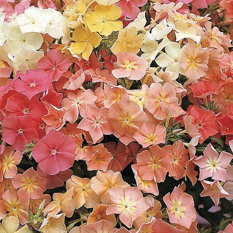 An image of the plant grown with seed for Phlox of Sheep Seeds - Pastel Shades of Peach, Pink, Blush, Salmon & White, Fragrant Flowers Perfect for Cottage Gardens