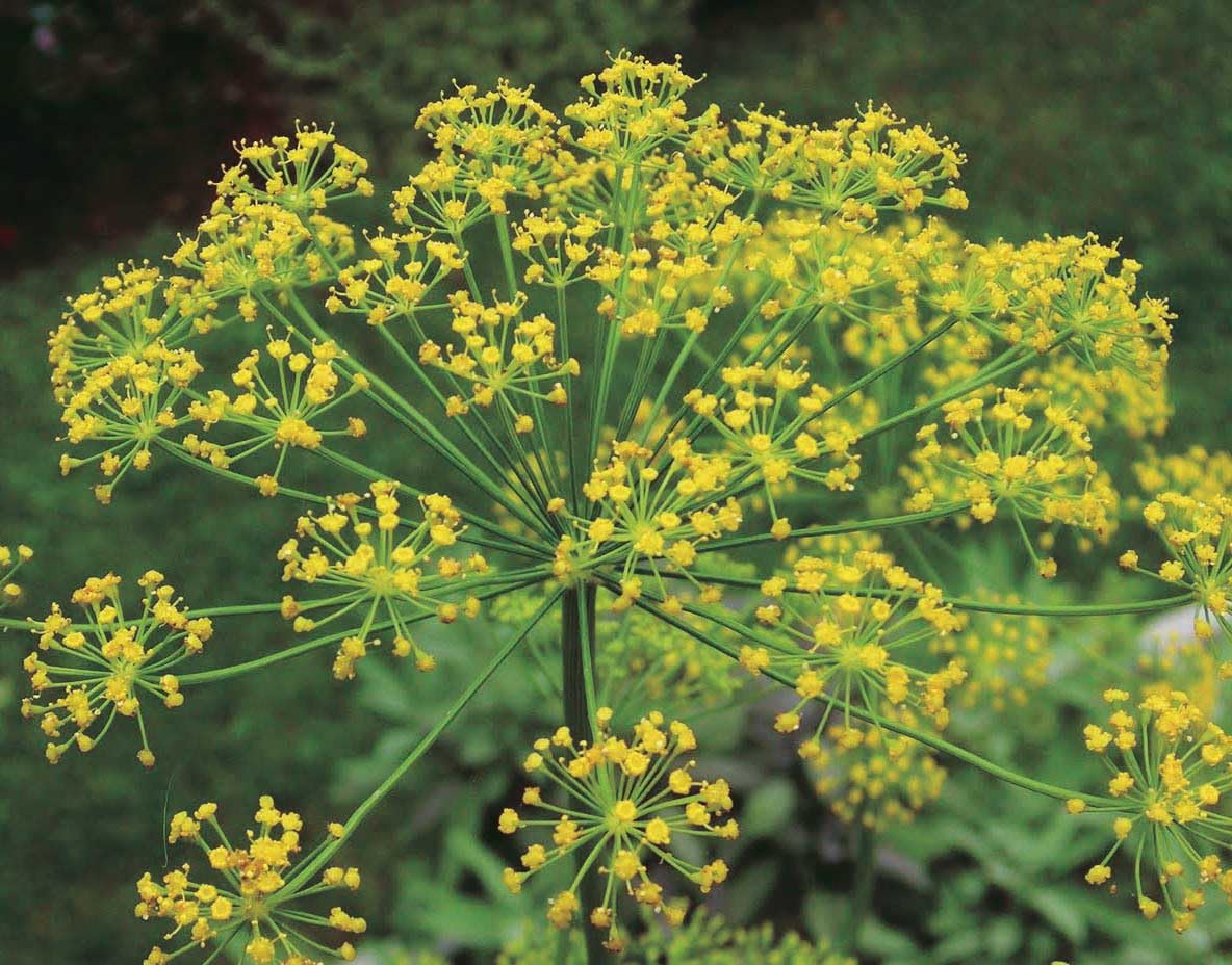 An image of the plant grown with seed for Premium Dill Seeds - Aromatic Flavor, Ideal for Pickles, Sauces, and Salads, Thrives in Full Sunlight, Non-GMO