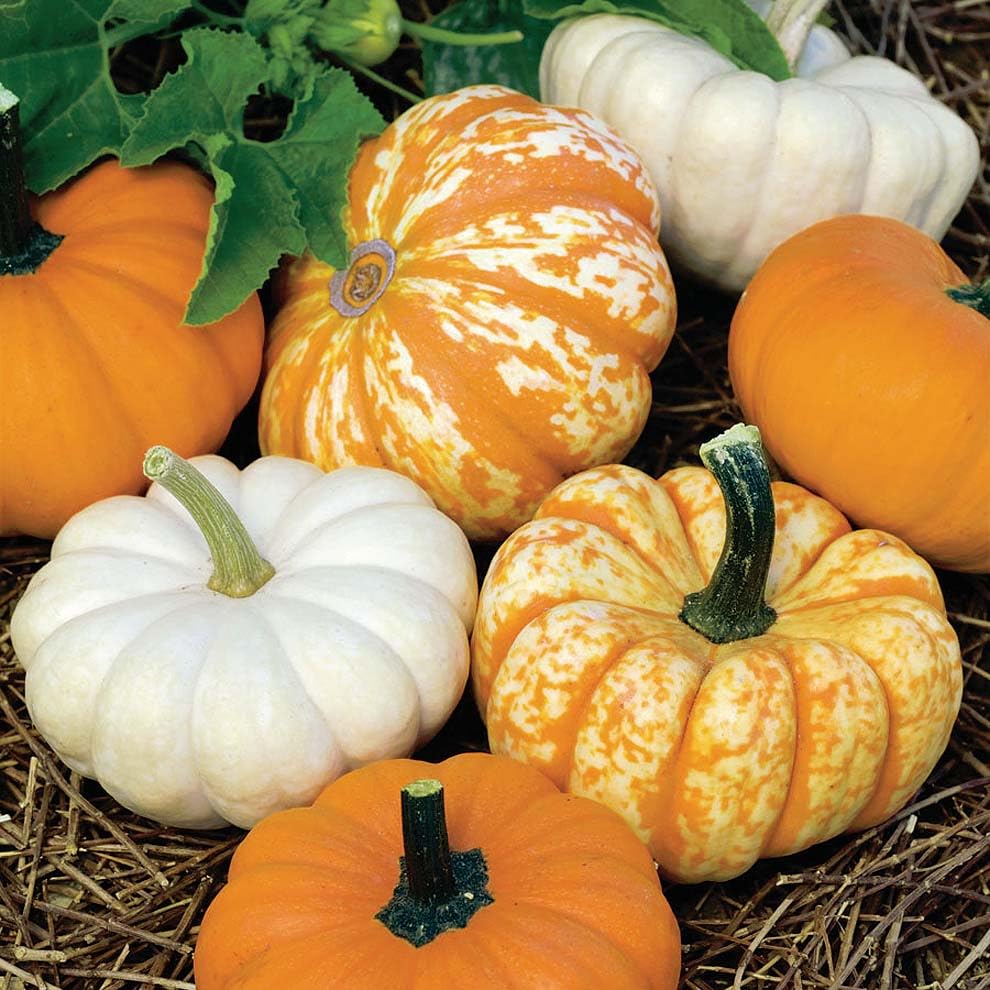 An image of the plant grown with seed for Mini Pumpkin Mix Seeds - Vibrant White, Orange & Striped, Ideal for Festive Displays, Fast-Growing, Perfect for Kids & Family Activities, Non-GMO