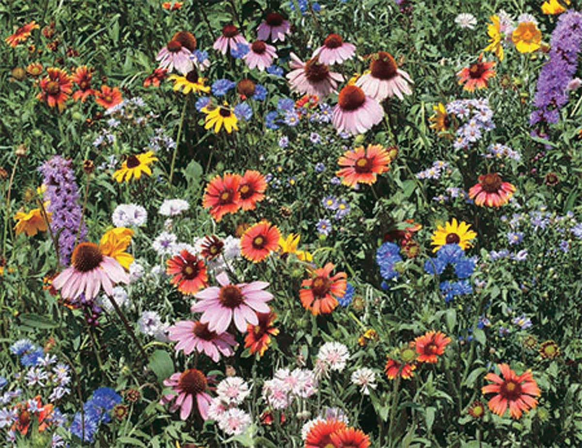 An image of the plant grown with seed for Wild Flower Mix - Western Canada Native Species, Perfect Blend of Annuals & Perennials, Ideal for Rock Gardens and Edging, Non-GMO