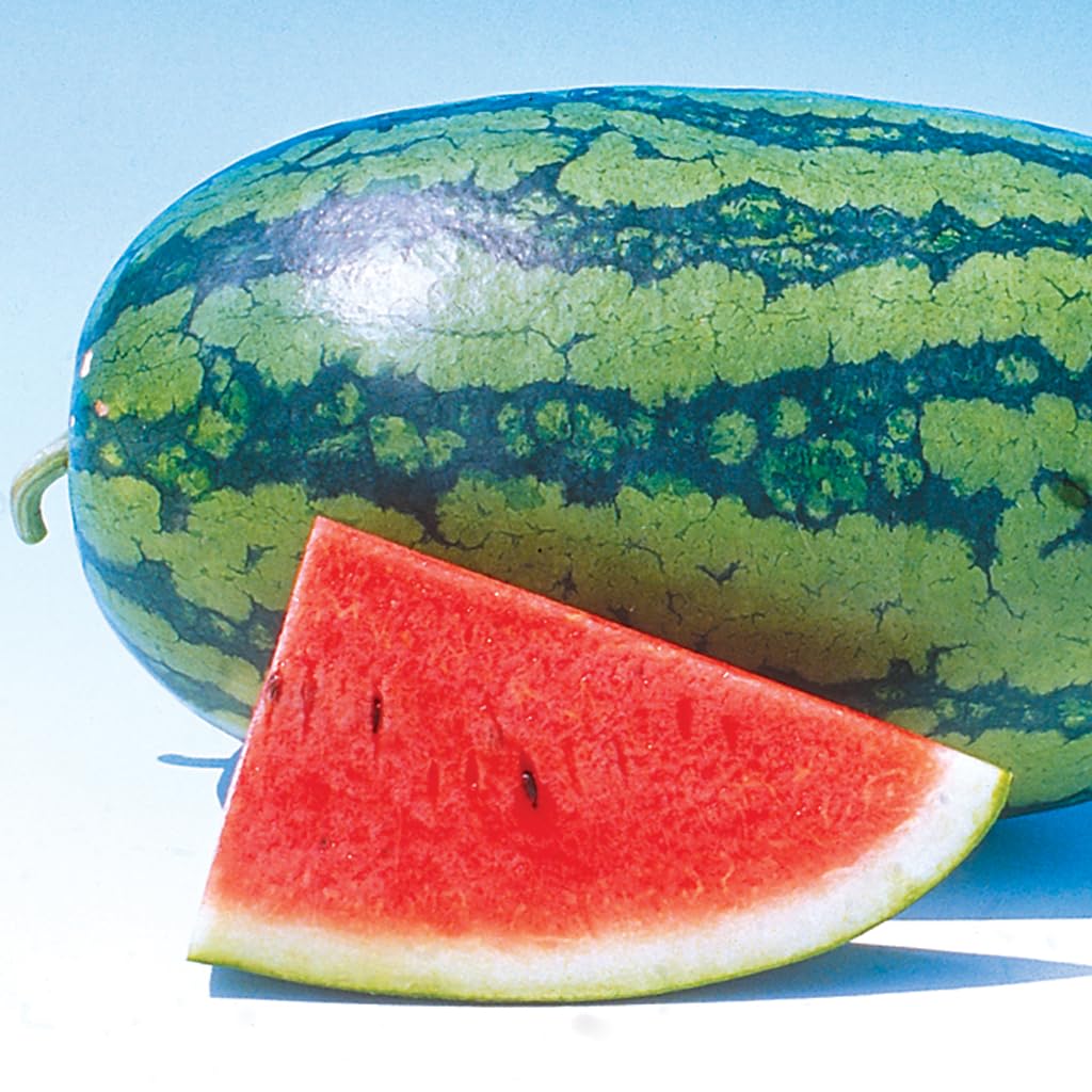 An image of the plant grown with seed for Sweet Beauty Watermelon Seeds - Award-Winning Variety, Early Producer, Ideal for Healthy Snacking and Summer Treats, Non-GMO