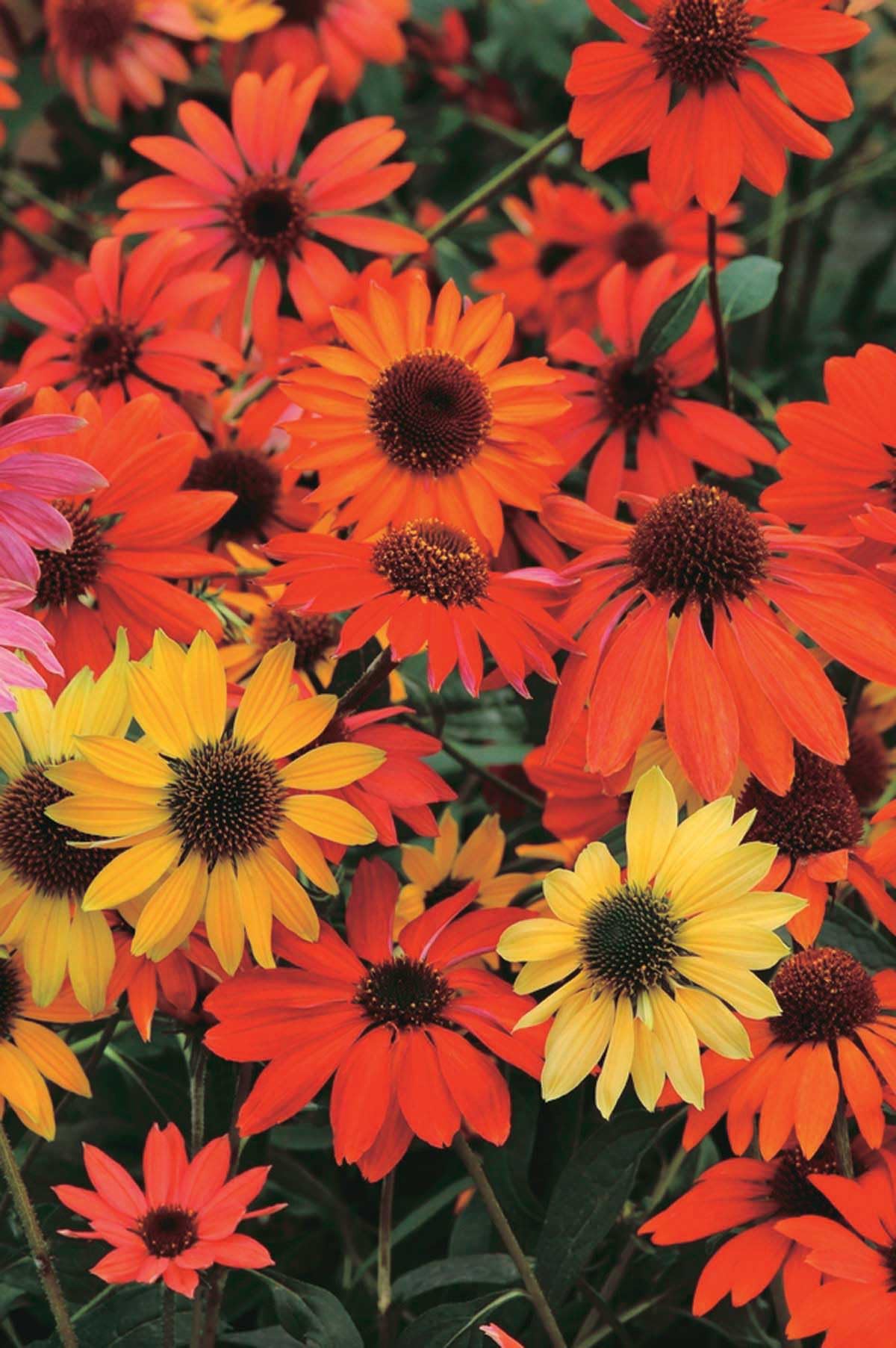 An image of the plant grown with seed for Echinacea Cheyenne Spirit Seeds - Award-Winning Coneflower Mix, Vibrant Multip-Color Blooms, Easy-Care & Drought Resistant, Ideal for All-Season Gardens