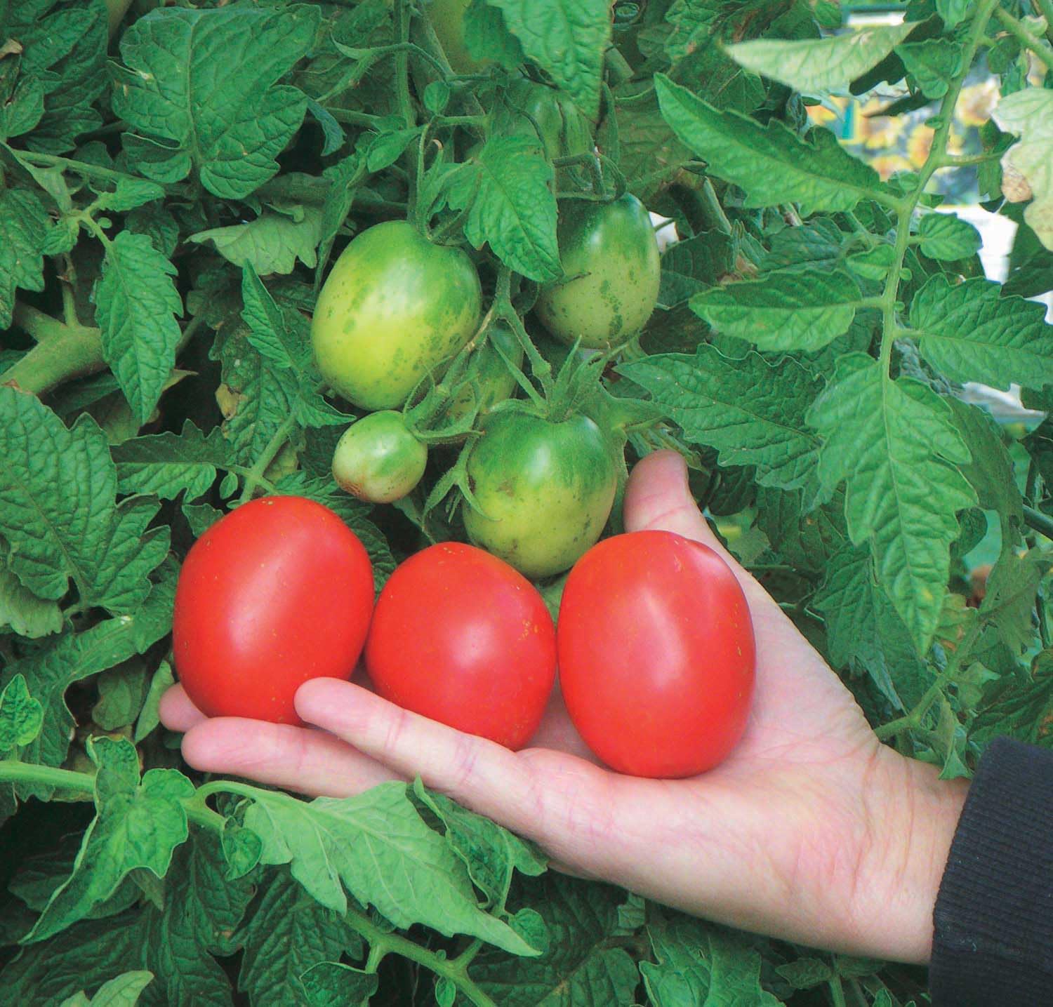 An image of the plant grown with seed for Heirloom Elizabeth Tomato Seeds - Gold-Striped, Sweet Flavor, Ideal for Vertical Gardening, Continual Harvest All Season, Non-GMO