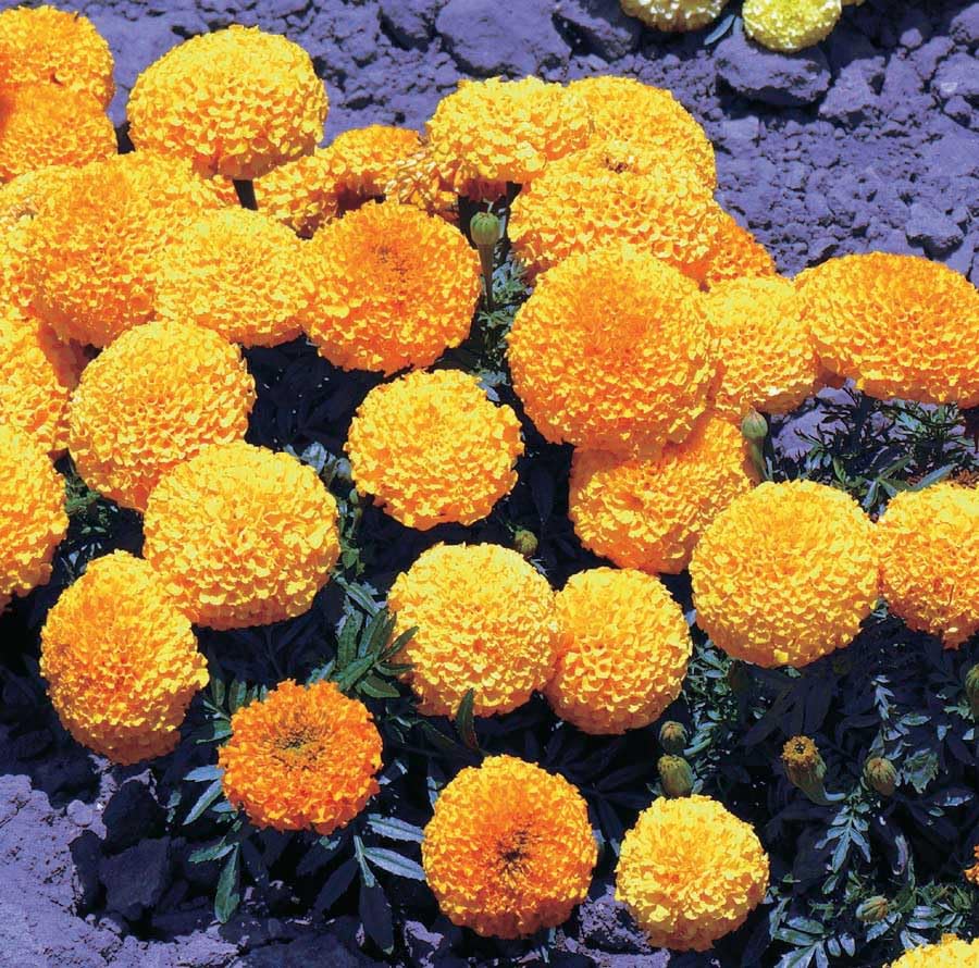 An image of the plant grown with seed for Marigold Inca Orange Seeds - Large, Vibrant Blooms for All Seasons, Day-Neutral, Perfect for Garden Borders and Containers