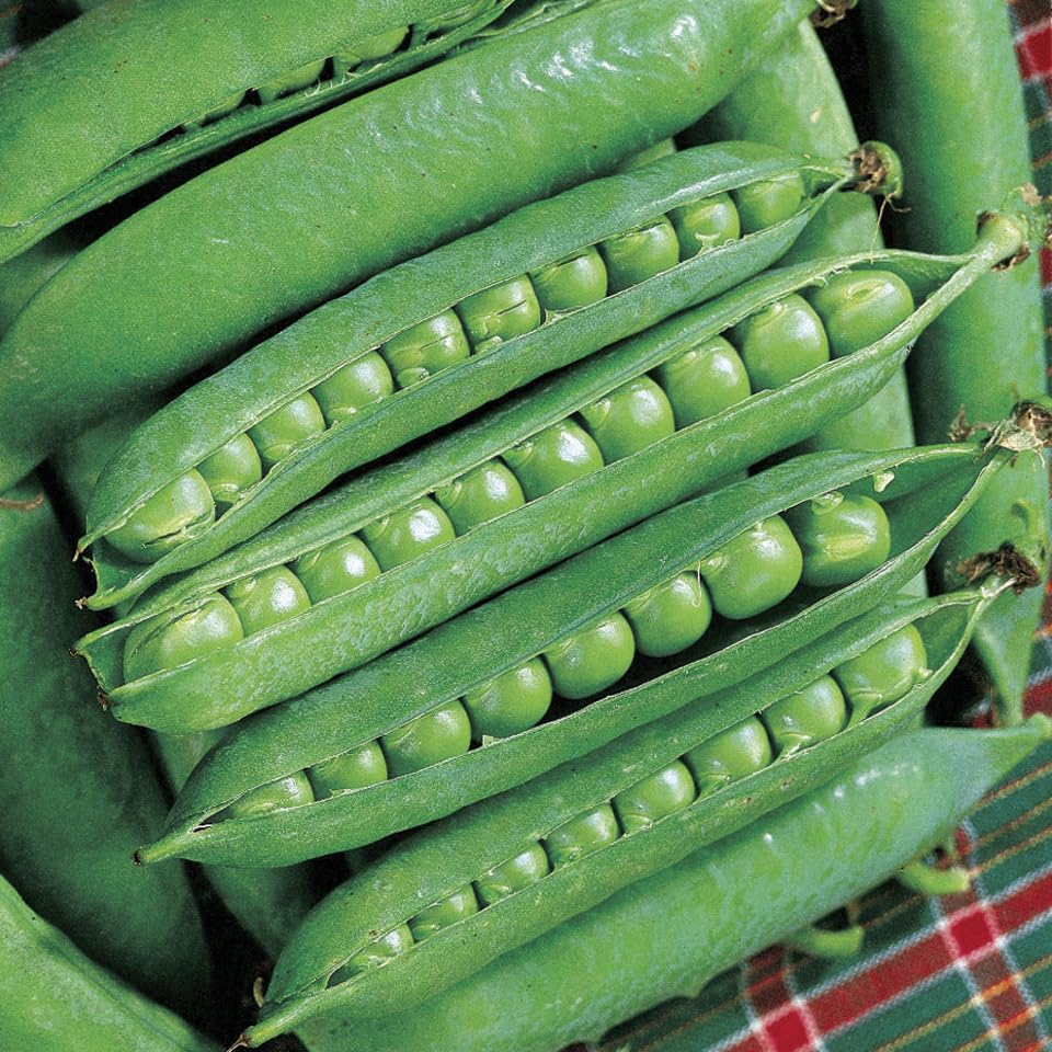An image of the plant grown with seed for Green Arrow Pea Seeds - High Yielding, Sweet Flavor, Perfect for Fresh Eating, Canning & Freezing, Resistant to Wilt & Mildew, Non-GMO
