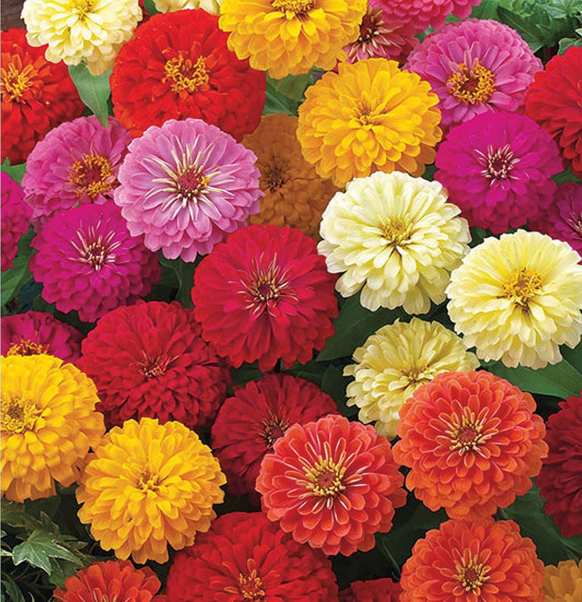 An image of the plant grown with seed for Zinnia Dwarf Zinnita Mix Seeds - Vibrant Double Blooms in Orange, White, Rose, Scarlet, Yellow, Ideal for Beds, Containers, and Edging