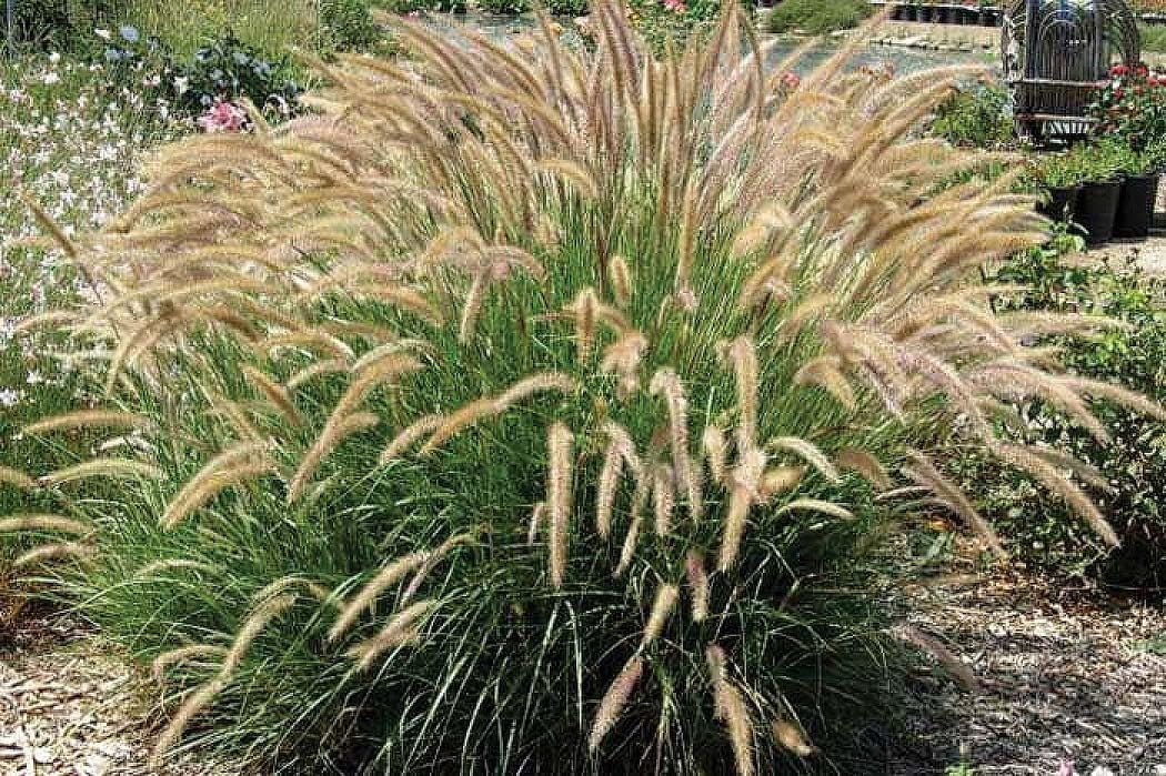 An image of the plant grown with seed for Pennisetum Fuzzy Seeds - Exquisite Double Ivory-White Blooms, Dense Feathery Pink/Purple Heads, Ideal for Rock Gardens & Arrangements, Non-GMO