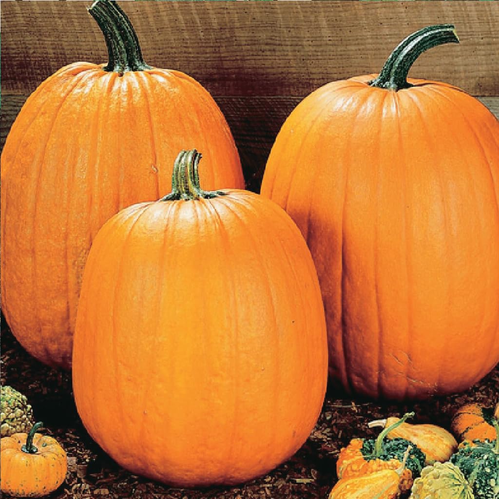 An image of the plant grown with seed for Howden Pumpkin Seeds - Perfect for Carving and Baking, Large 25lb Vivid Orange Fruit with Deep Ribbing, Ideal for Halloween and Festive Pies