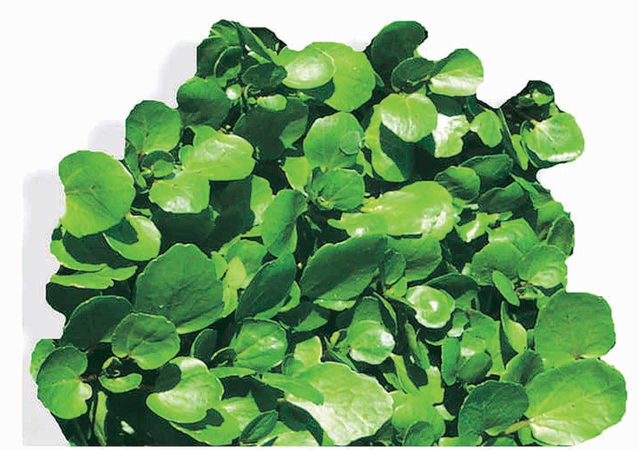 An image of the plant grown with seed for Premium Watercress Seeds - Pelleted for Easy Planting, Rich in Vitamins, Perfect for Salads, Soups, and Stir-Fries, Non-GMO