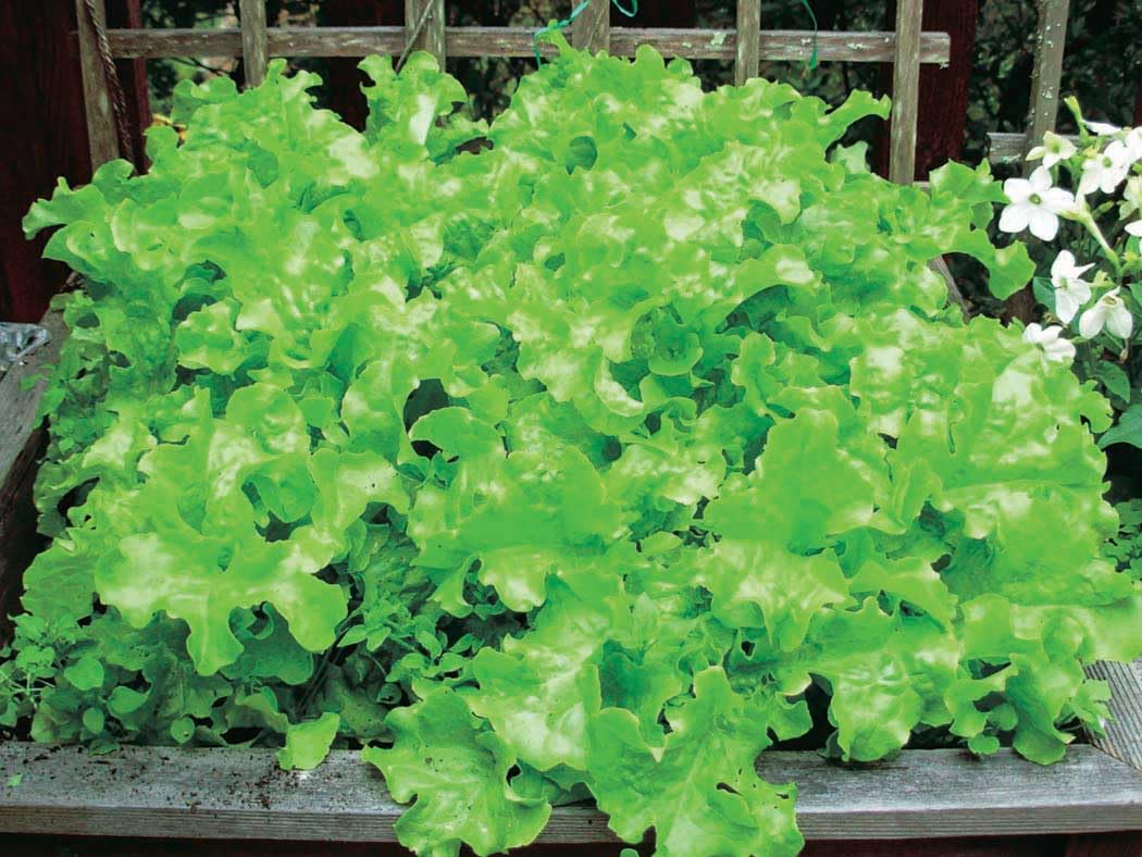 An image of the plant grown with seed for Muir Lettuce Seeds - Batavian Type, Heat Tolerant, Slow to Bolt with Crisp, Flavorful, Wavy Light Green Leaves Ideal for Both Mini and Full-Size Heads