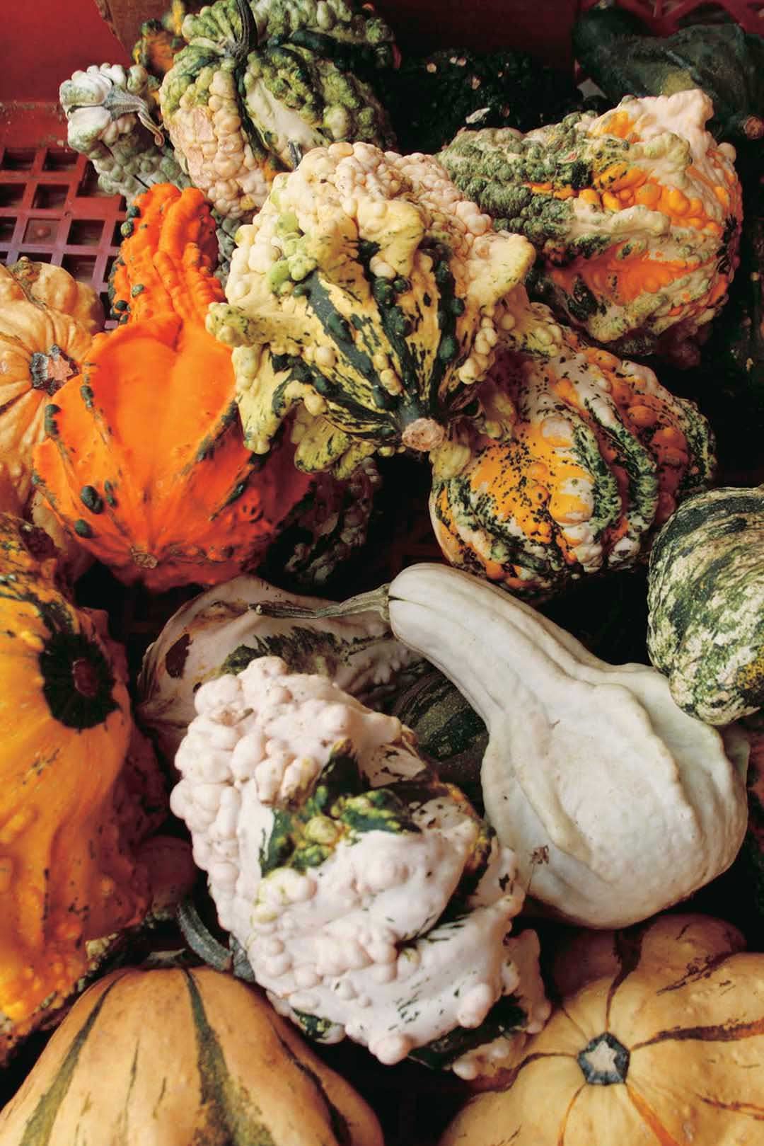 An image of the plant grown with seed for Gourds Goonies Seeds - Vibrant, Varied Shapes from Stars to Mushrooms, Ideal for Decorative and Crafting Purposes, Easy to Grow