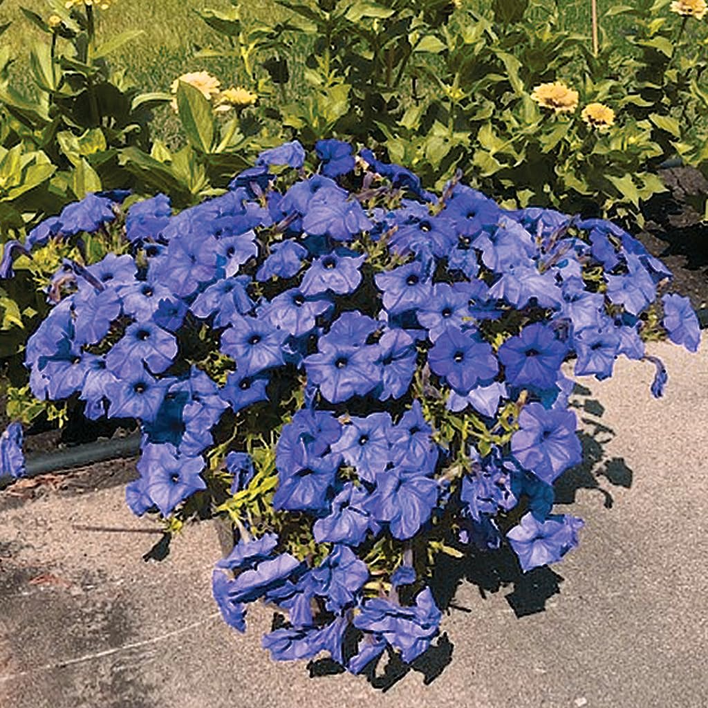 An image of the plant grown with seed for Evening Scentsation Petunia Seeds - Fragrant Indigo Blooms, Perfect for Baskets and Containers, Thrives in Cool Temps