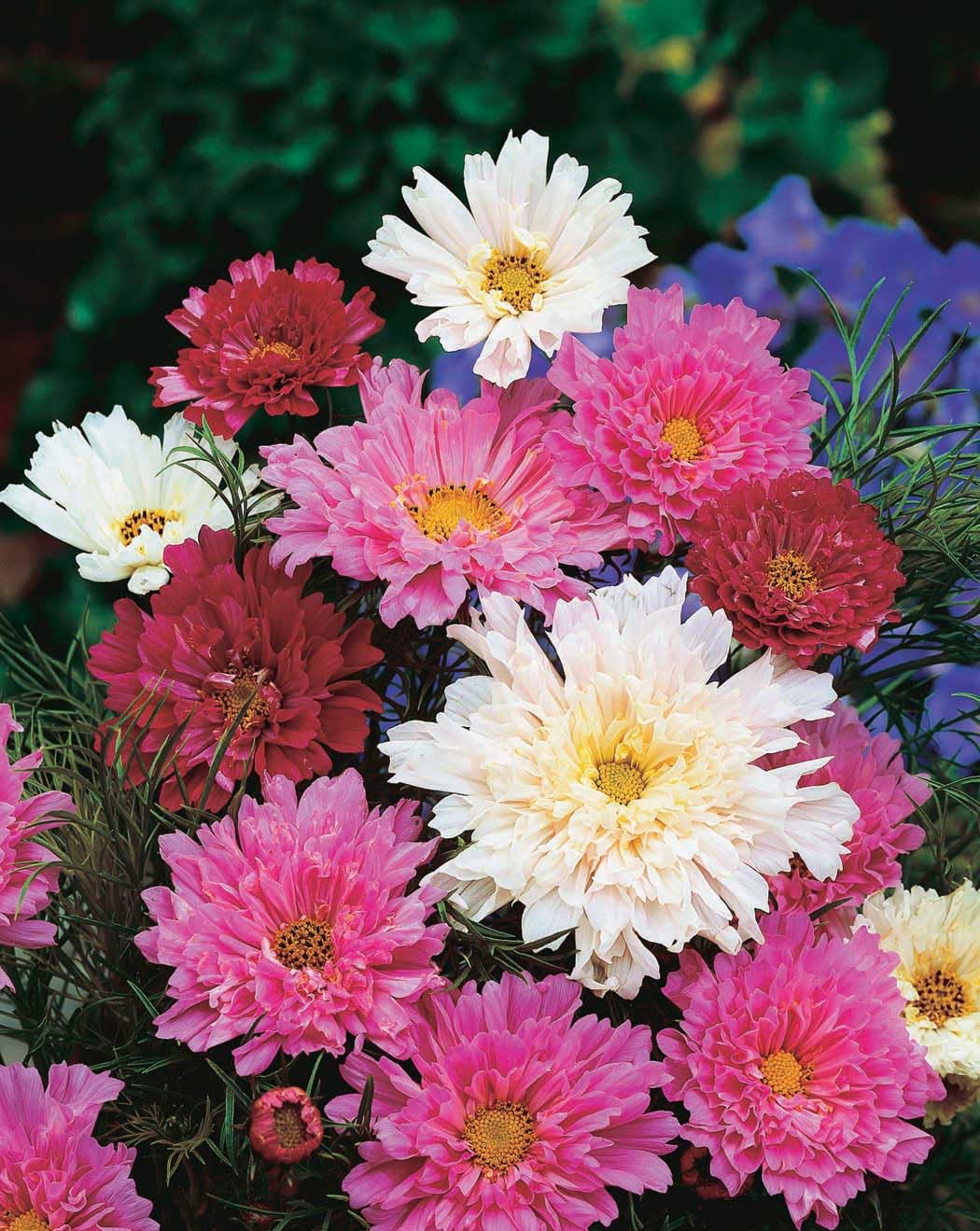 An image of the plant grown with seed for Cosmos Double Click Seeds - Award-Winning Blend, Full Summer Blooms, Ideal for Background Planting, Non-GMO