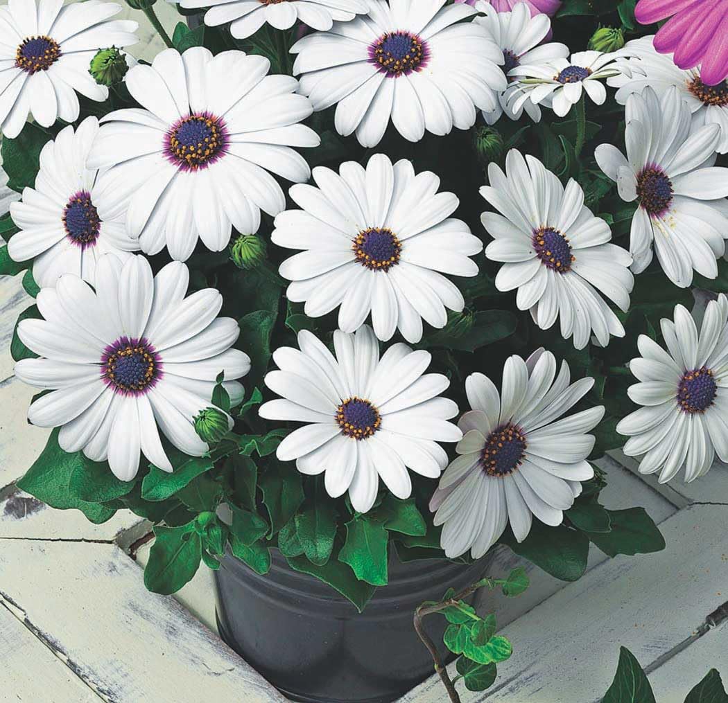 An image of the plant grown with seed for Osteospermum Asti White Seeds - Shimmering White Daisy-Like Blooms with Blue Centers, Heat and Cold Tolerant, Perfect for Spring and Fall