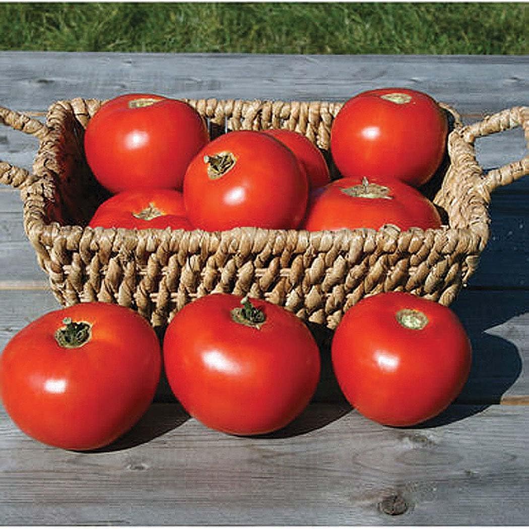 An image of the plant grown with seed for Mountain Fresh Tomato Seeds - Juicy & Sweet, Firm Texture, Perfect for Slicing & Salads, Crack Resistant, Thrives in Cool/Wet Climates, Non-GMO