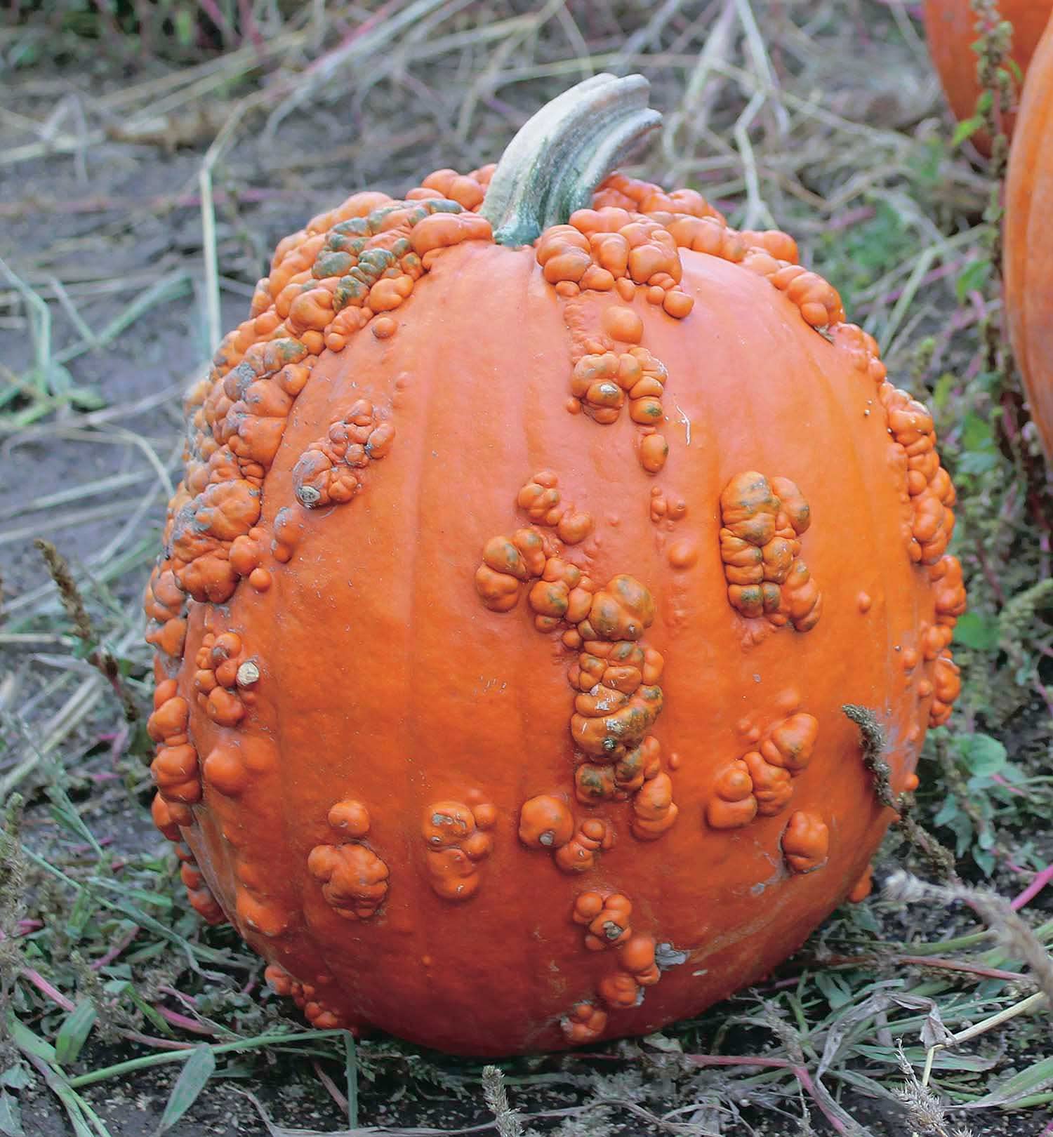 An image of the plant grown with seed for Baby Bumps Pumpkin Seeds - Compact, High-Yielding Plants, Warty and Flavorful Mini Pumpkins, Perfect for Baking and Decorations