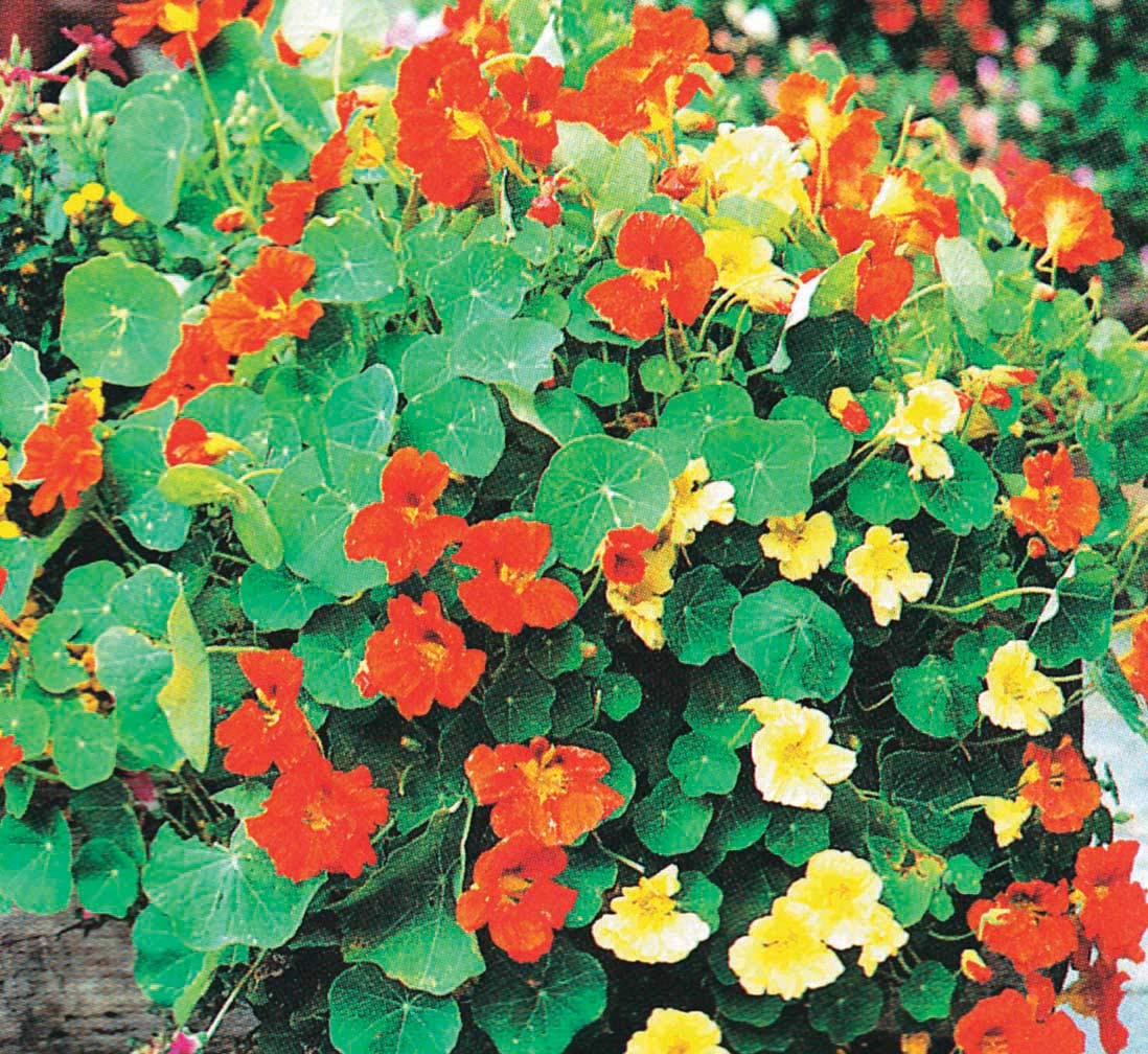 An image of the plant grown with seed for Nasturtium Glori Gleam Seeds - Vibrant Double Flowers, Perfect for Window Boxes, Ground-Cover & Borders, Semi-Trailing or Climbing Growth, Adds Colorful Charm to Gardens