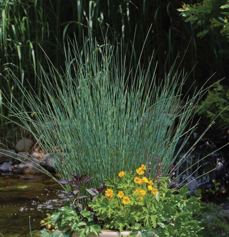 An image of the plant grown with seed for Blue Arrows Grass Seeds - Vibrant Lime to Bluish-Green Foliage, Perfect for Poolside & Garden Accents, Heat Tolerant and Drought Resistant
