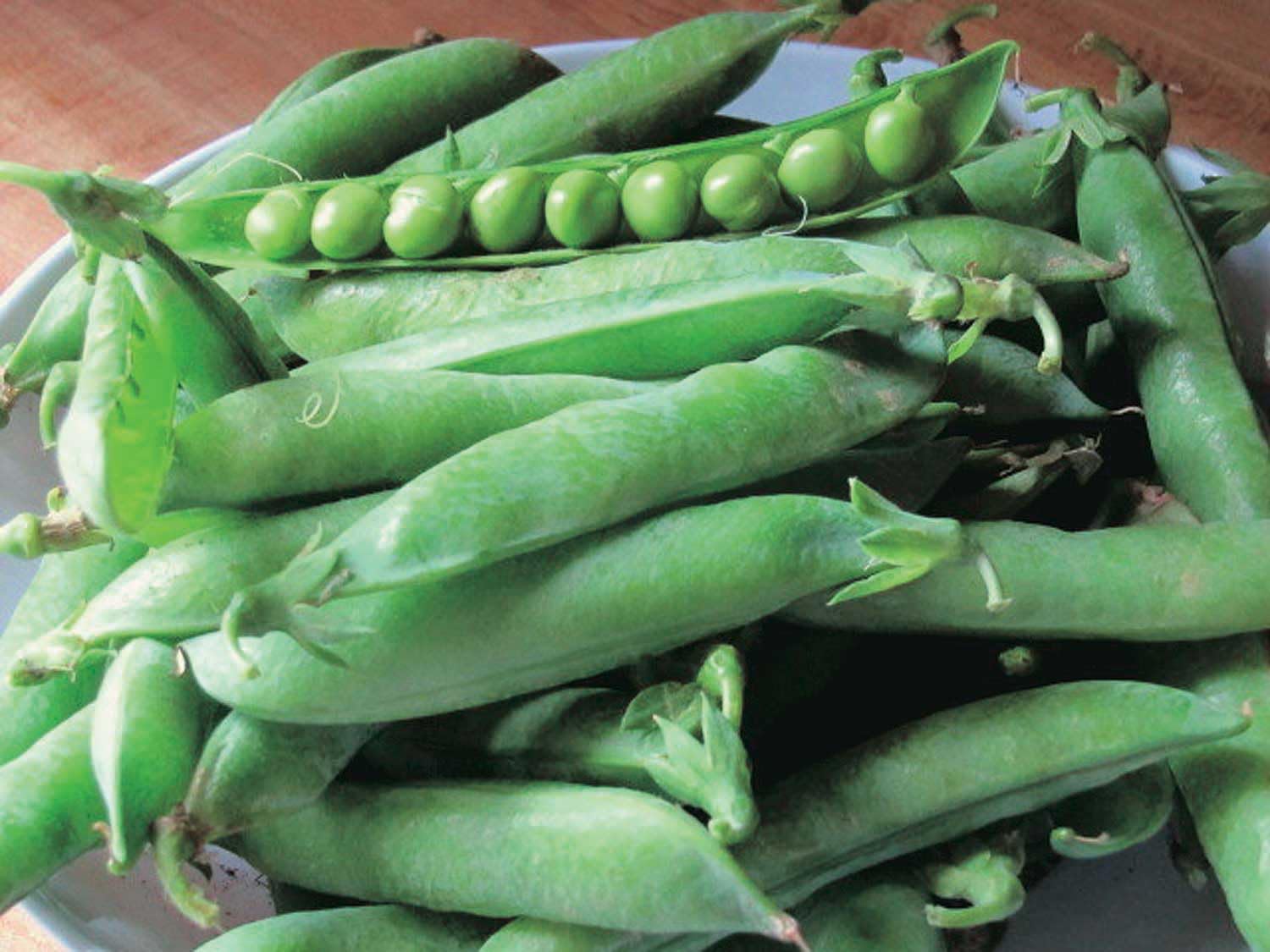 An image of the plant grown with seed for Mr. Big Pea Seeds - Extra Large Sweet Pods, Ideal for Fresh Eating & Freezing, Climbing Variety, Non-GMO, All-America Selection 2000