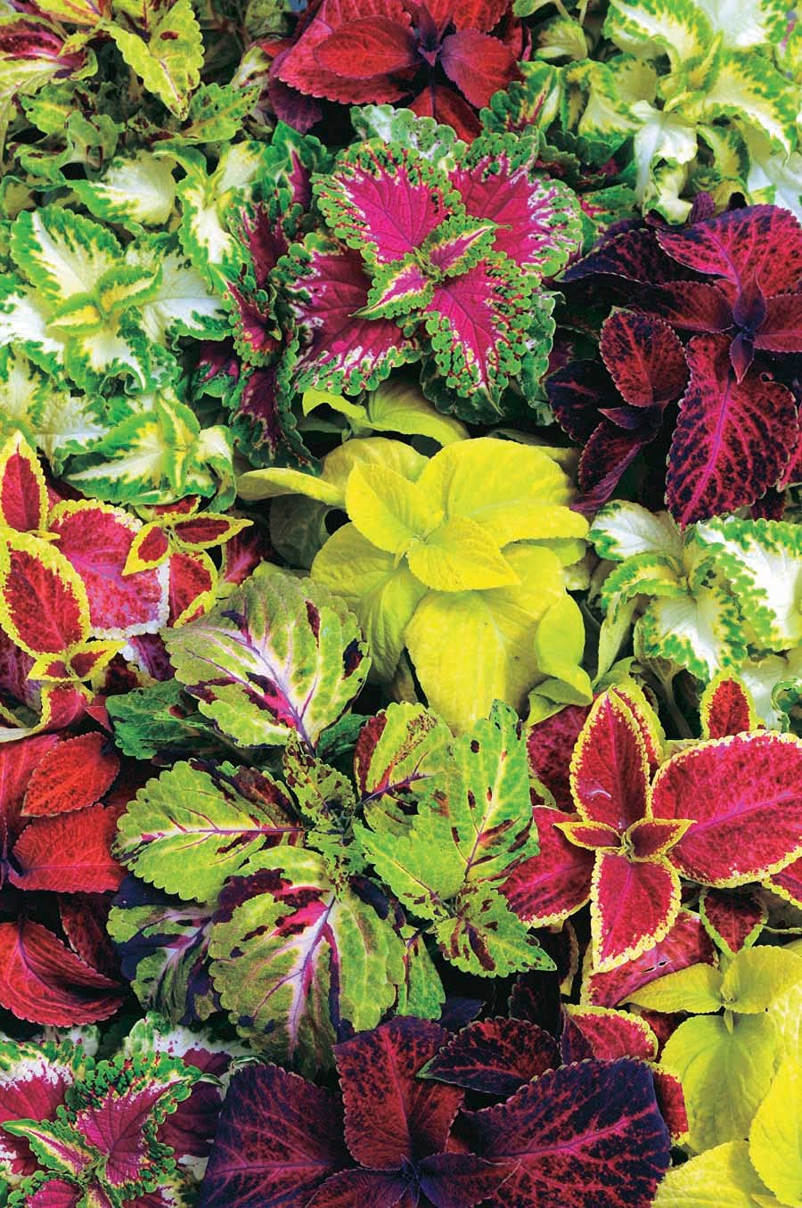 An image of the plant grown with seed for Coleus Wizard Mix Seeds - Vibrant & Large Foliage, Compact Growth, Perfect for Landscaping and Indoor Gardens, Non-GMO