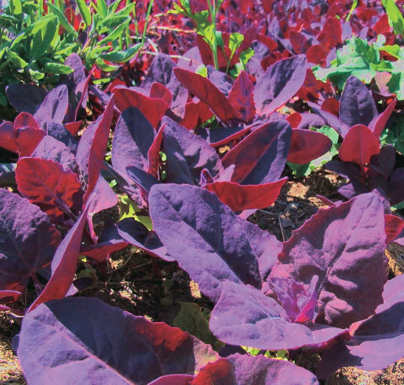 An image of the plant grown with seed for Ruby Red Orach Seeds - Vibrant Fuchsia Leaves with Magenta Stems, Spinach-Like Flavor, Ideal for Colorful Salads and Decorative Gardens, Non-GMO, Grows 3-4 ft Tall