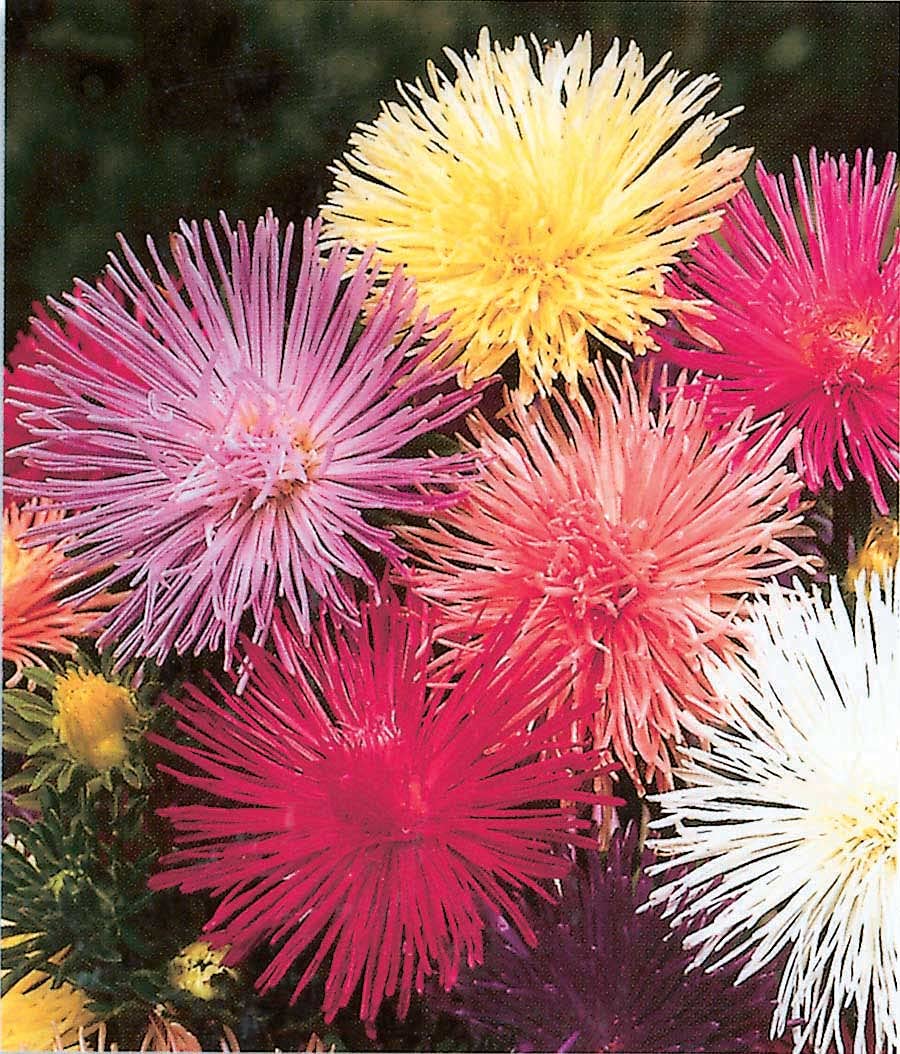 An image of the plant grown with seed for Aster Nova Mix Seeds - Vibrant 4-inch Double Quilled Blooms in Nine Colors, Perfect for Cut-Flowers, Ideal for Garden Enthusiasts, Non-GMO