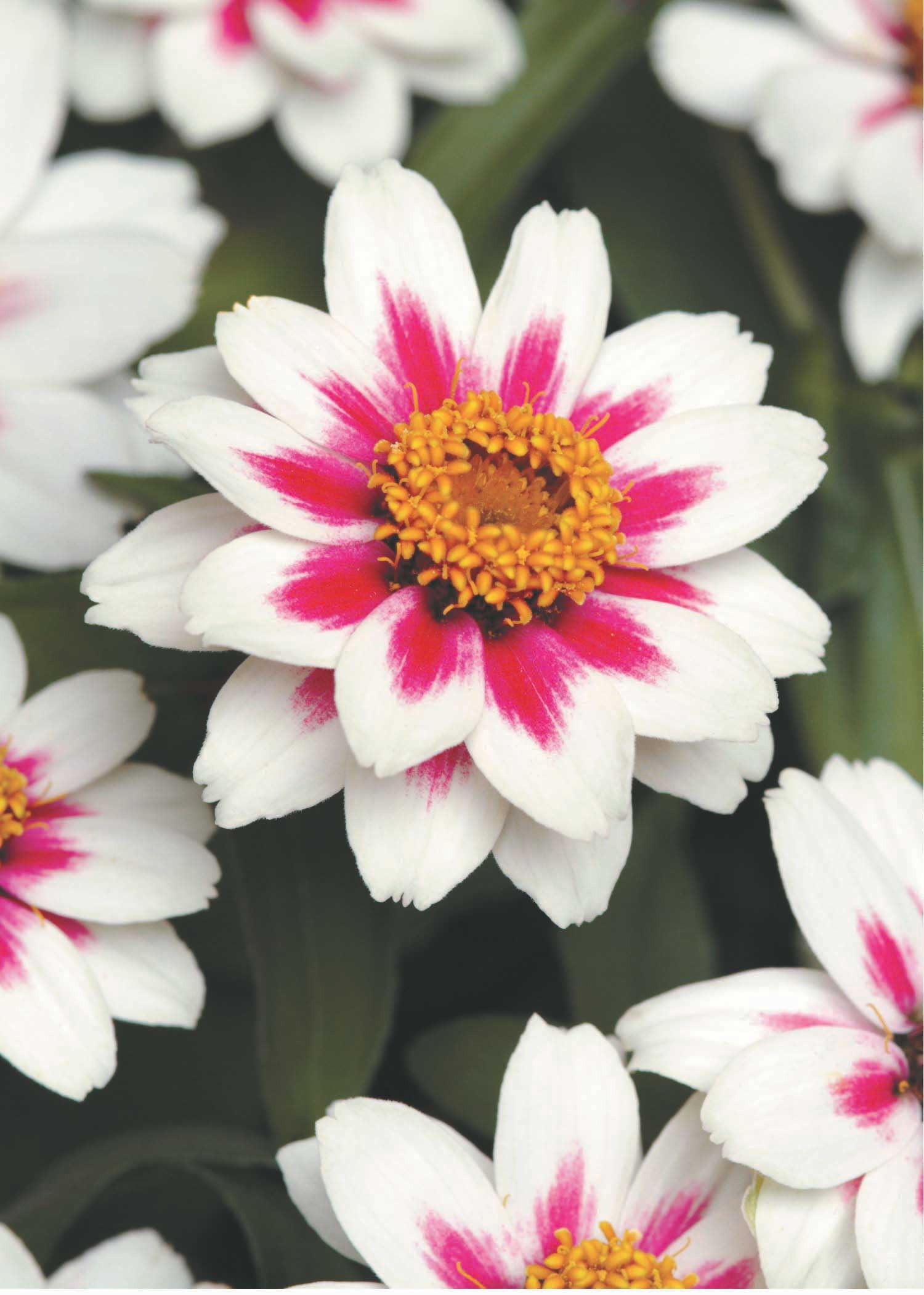 An image of the plant grown with seed for Zinnia Zahara Starlight Rose Seeds - Vibrant Bi-Color Blooms, Heat and Drought Resistant, Perfect for Gardens and Containers, Easy to Grow